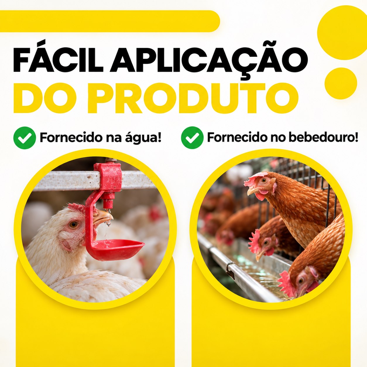 Aves no bebedouro e no comedouro