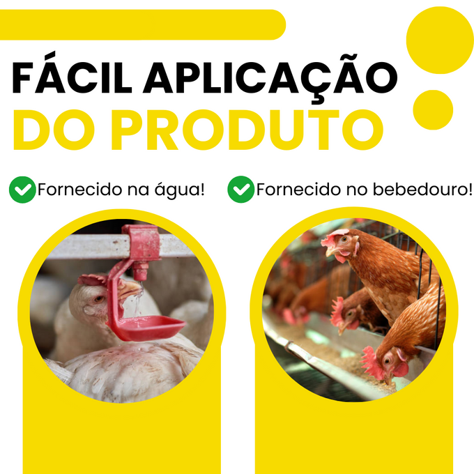 Aves no bebedouro e no comedouro